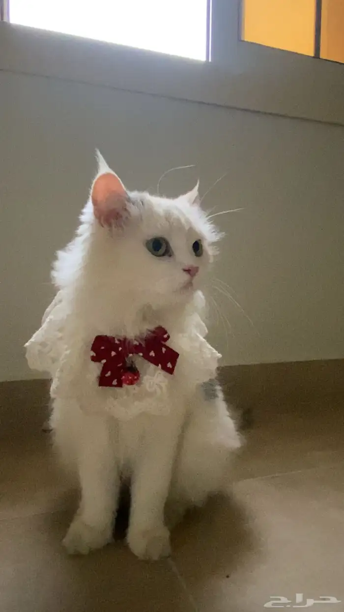 قطة شيرازي للتبني 1