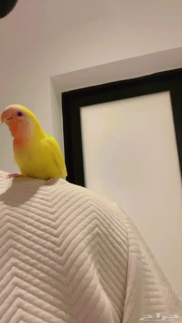 روز اليف وهدد لاتينو رد فيس عيون حمر ومحجل برقمي 3