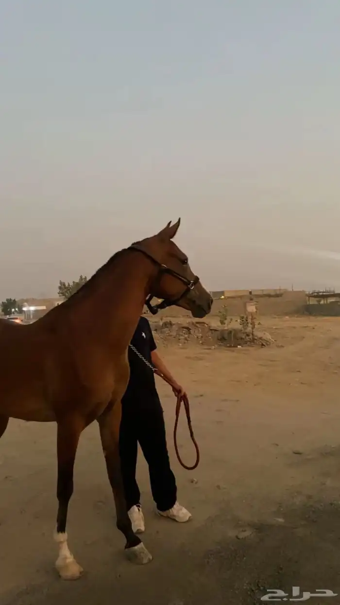 فرس شعبيه من فواخر الشعبي 2