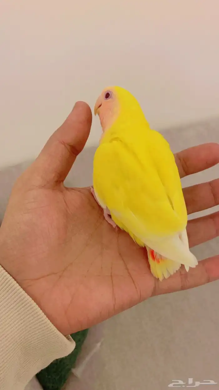 روز اليف وهدد لاتينو رد فيس عيون حمر ومحجل برقمي 0