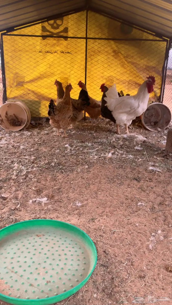 دجاج تركي فاخر 2