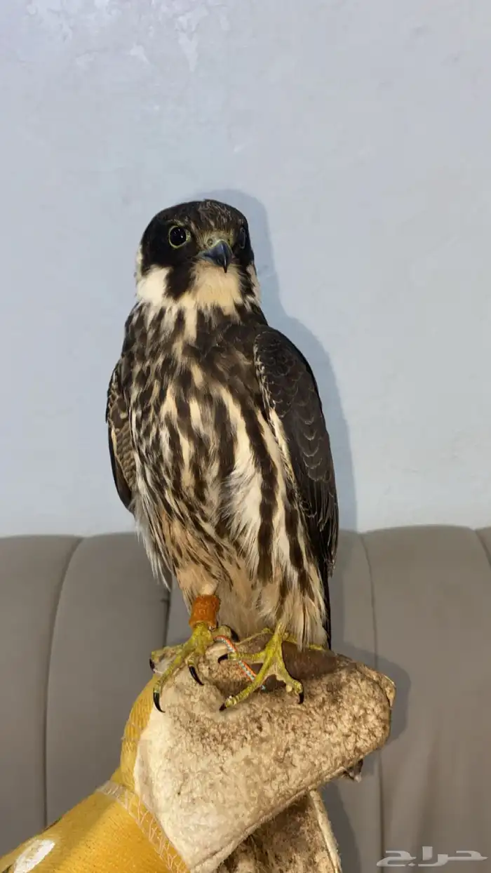 بكه للبيع آلموقع عرعر 0