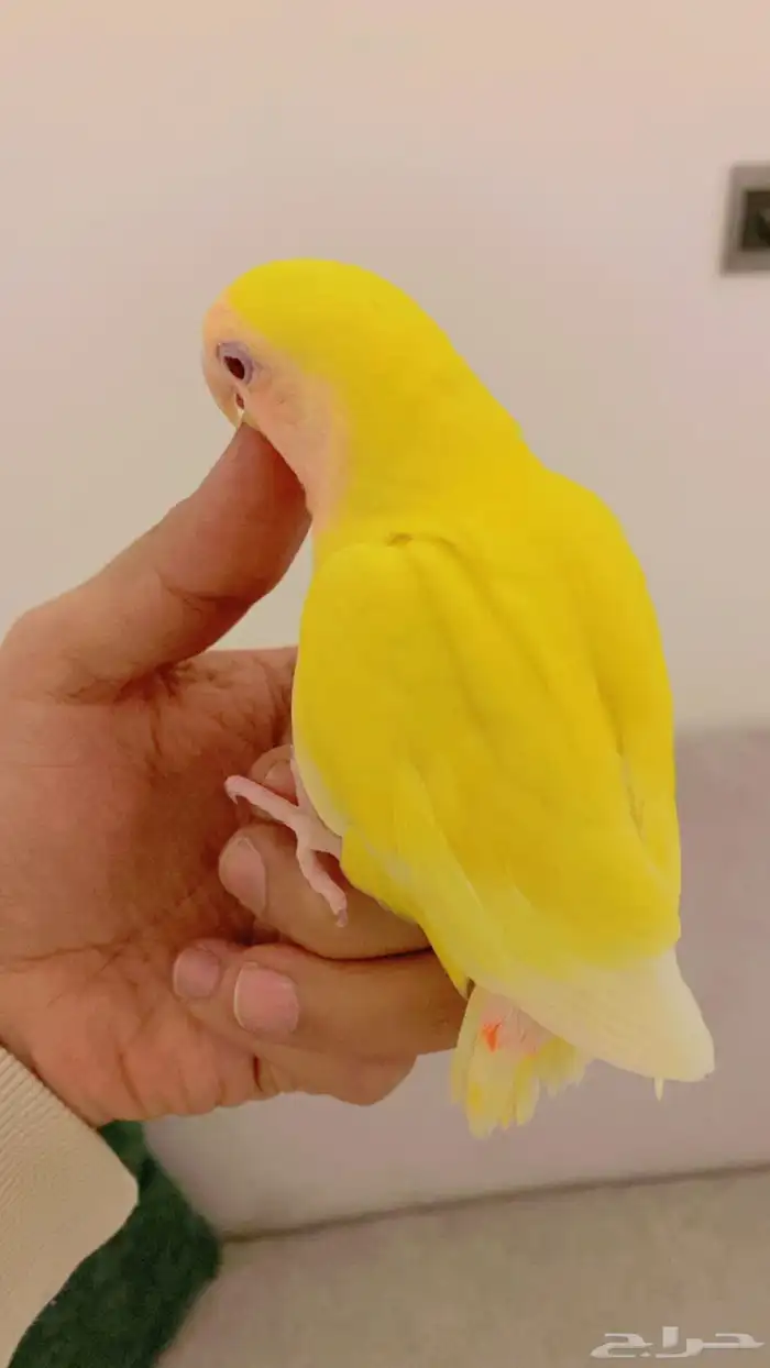 روز اليف وهدد لاتينو رد فيس عيون حمر ومحجل برقمي 4