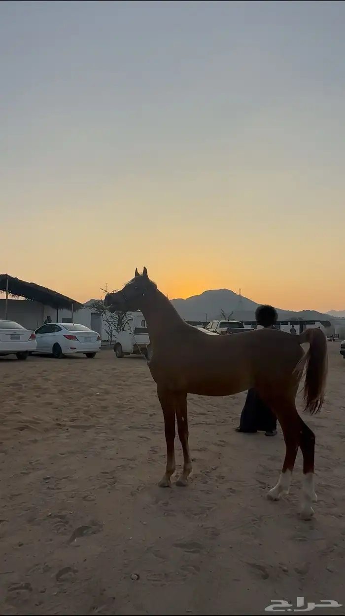 مهر شعبي شيخ 0