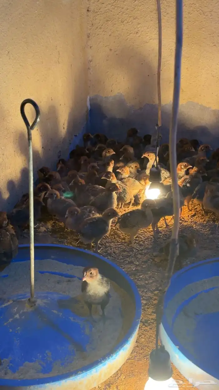 صوص فيومي سوبر جامبو 1