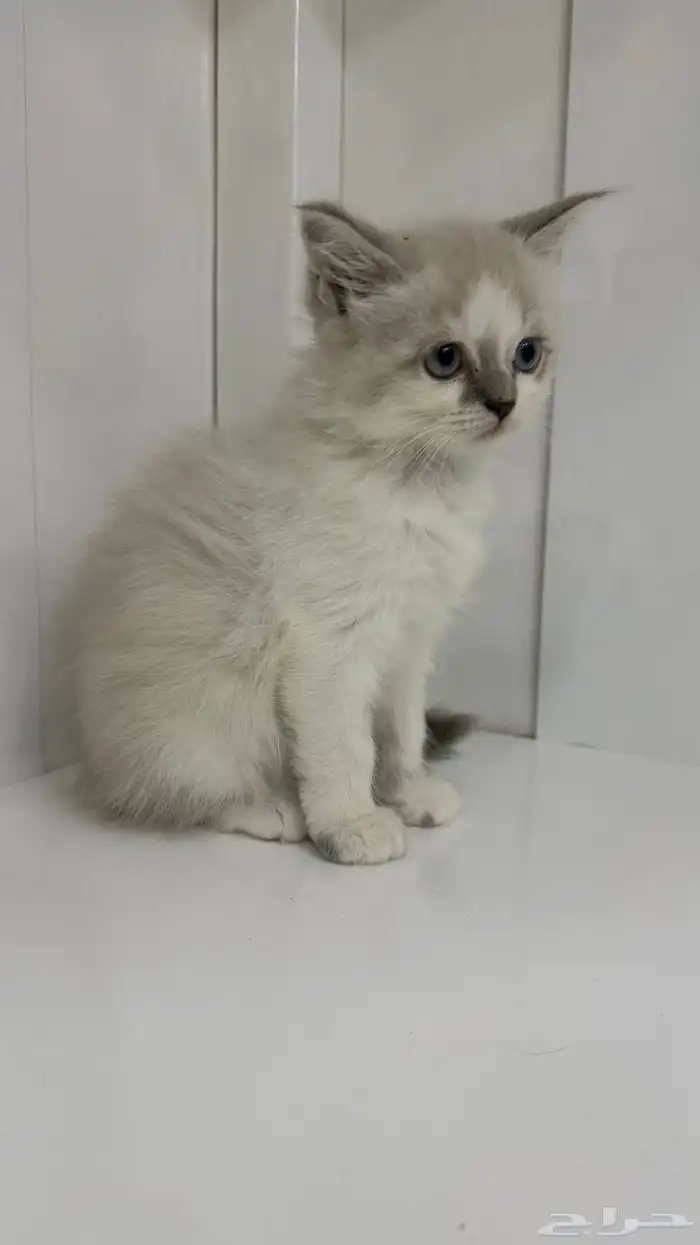قطط آم  هملايا الاب شيرازي للبيع 5