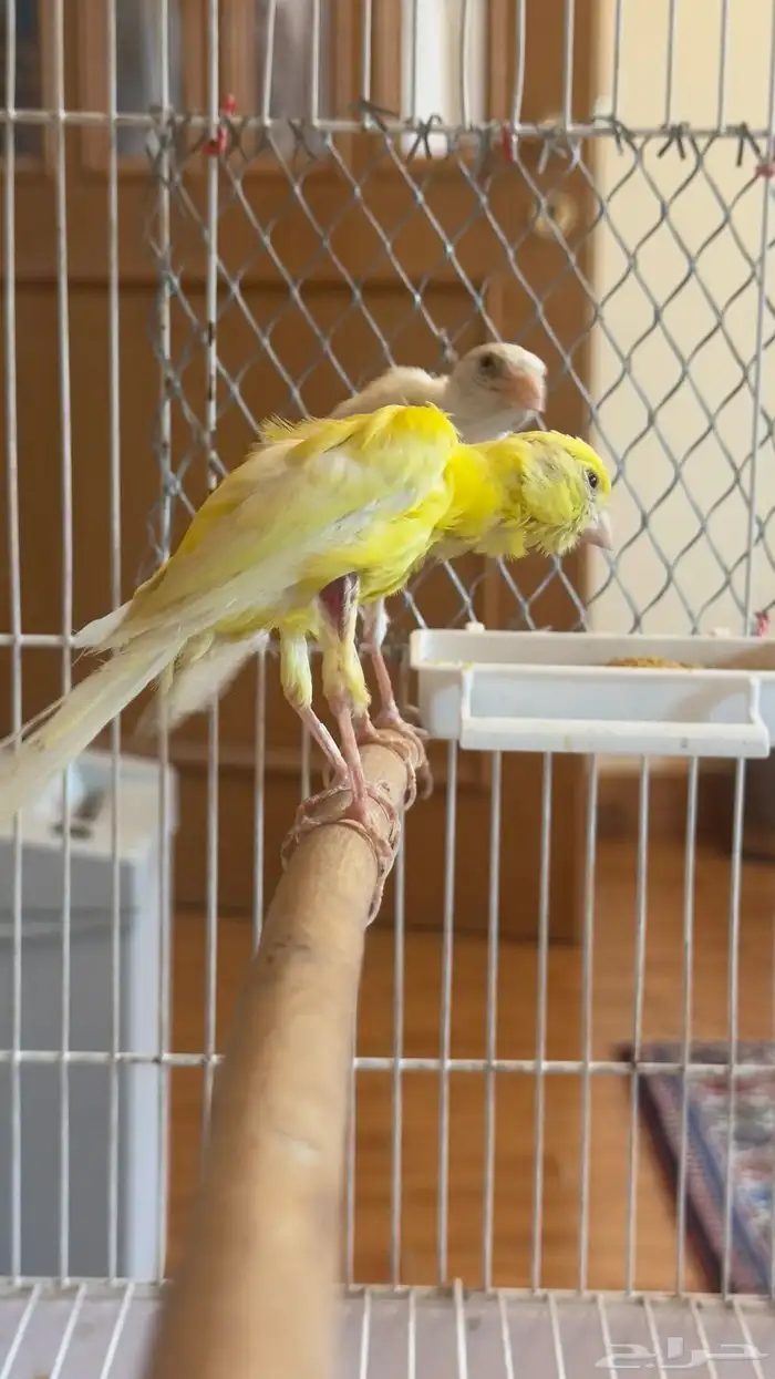 جوز كناري كوبرا 1