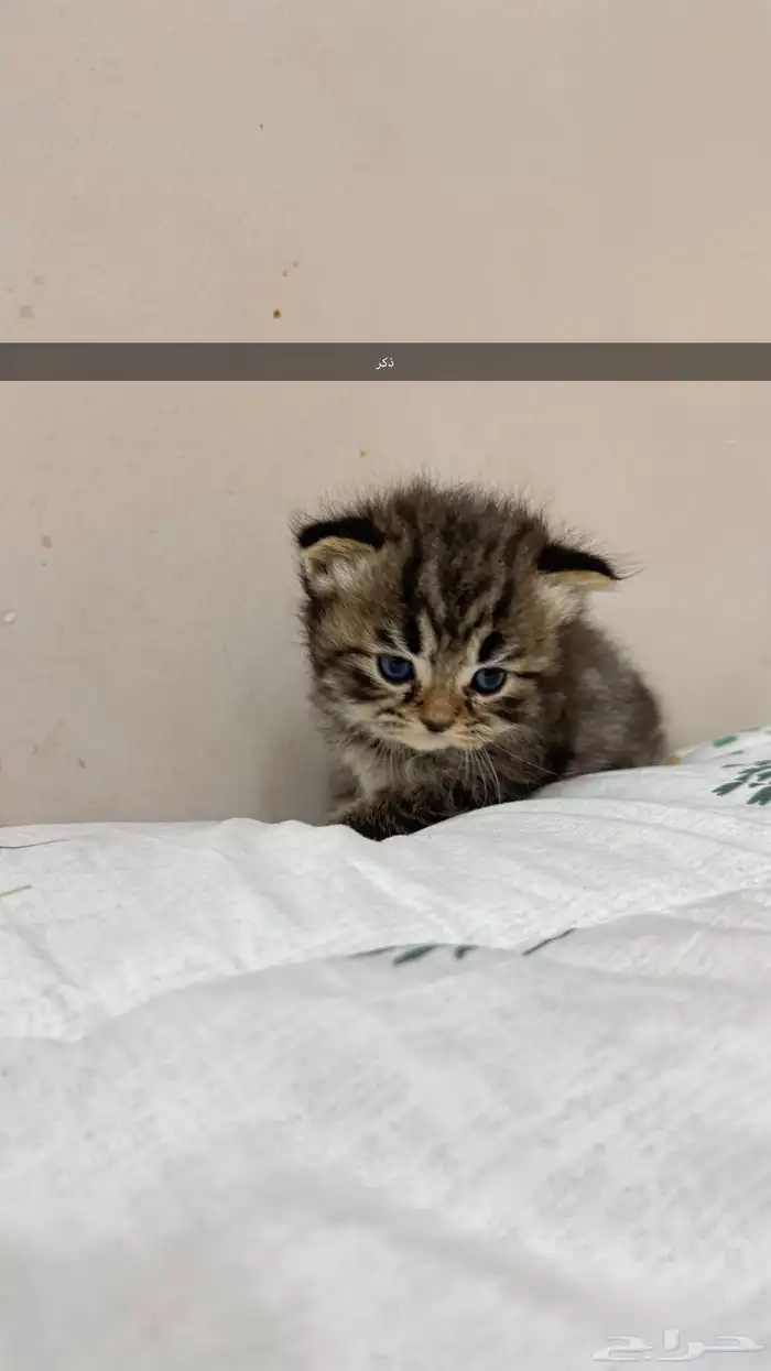قطط للبيع 4