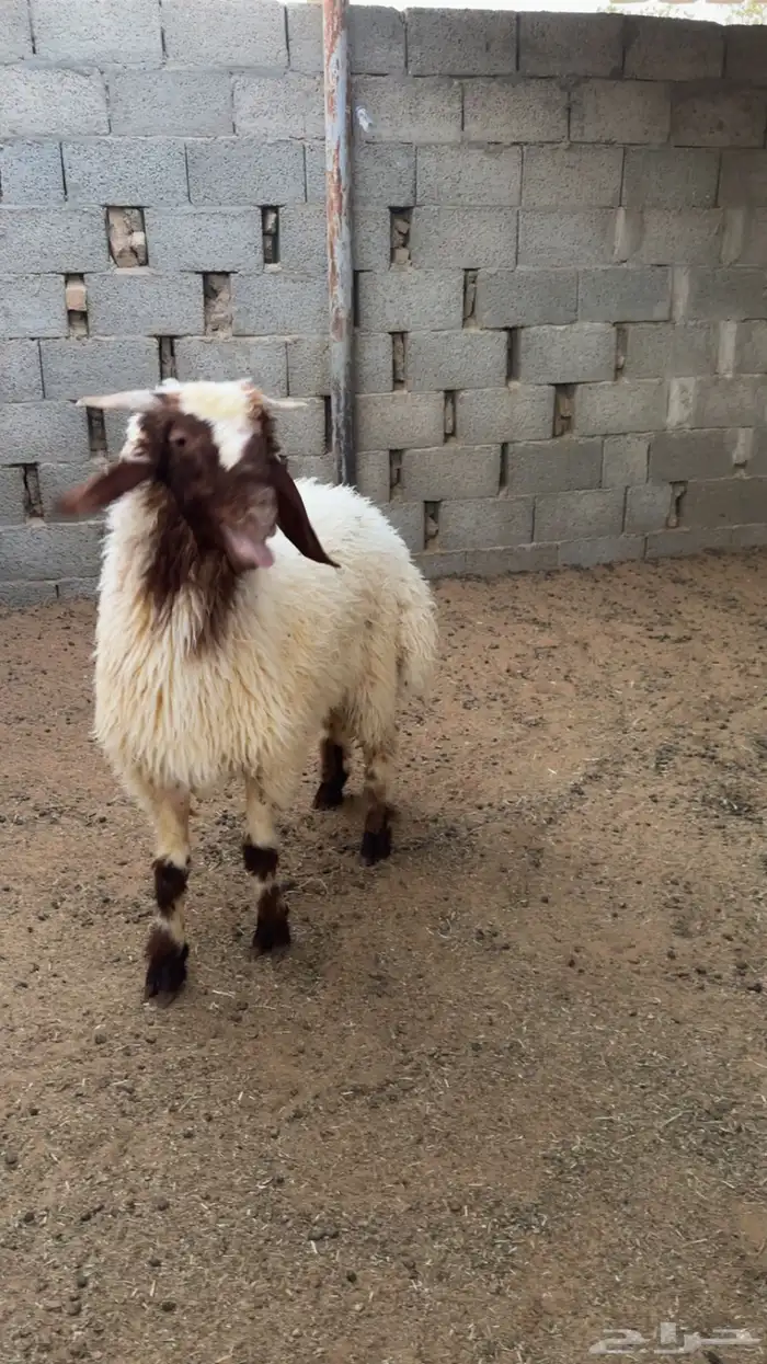 مطلوب نعيمي اقرا لاعلان 1