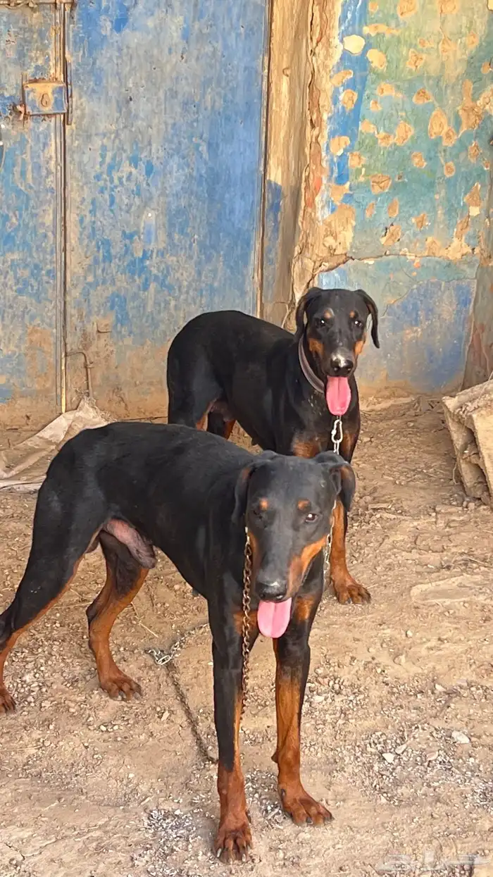 كلاب دوبرمان . دوبر مان 0