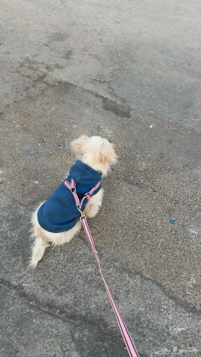 كلب مالتيز 0