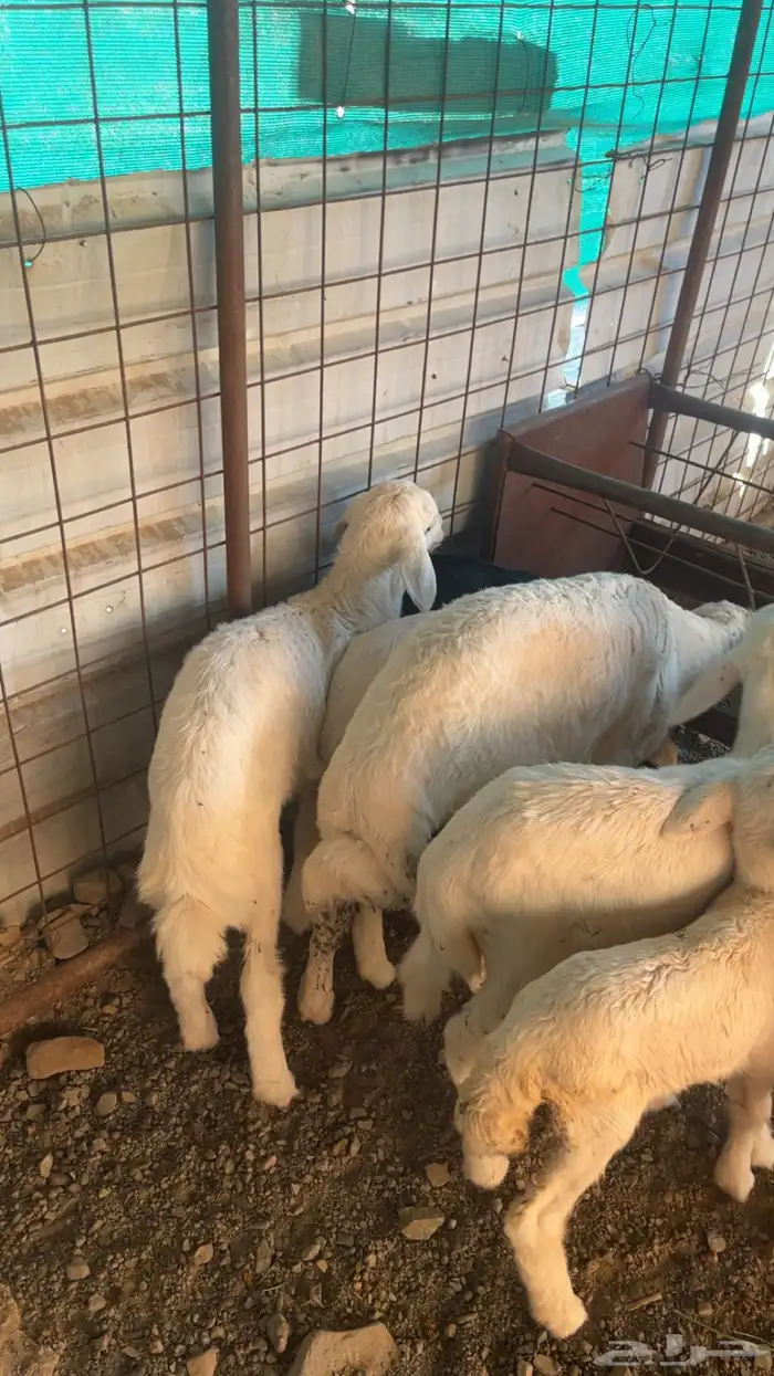 حريات والد 13