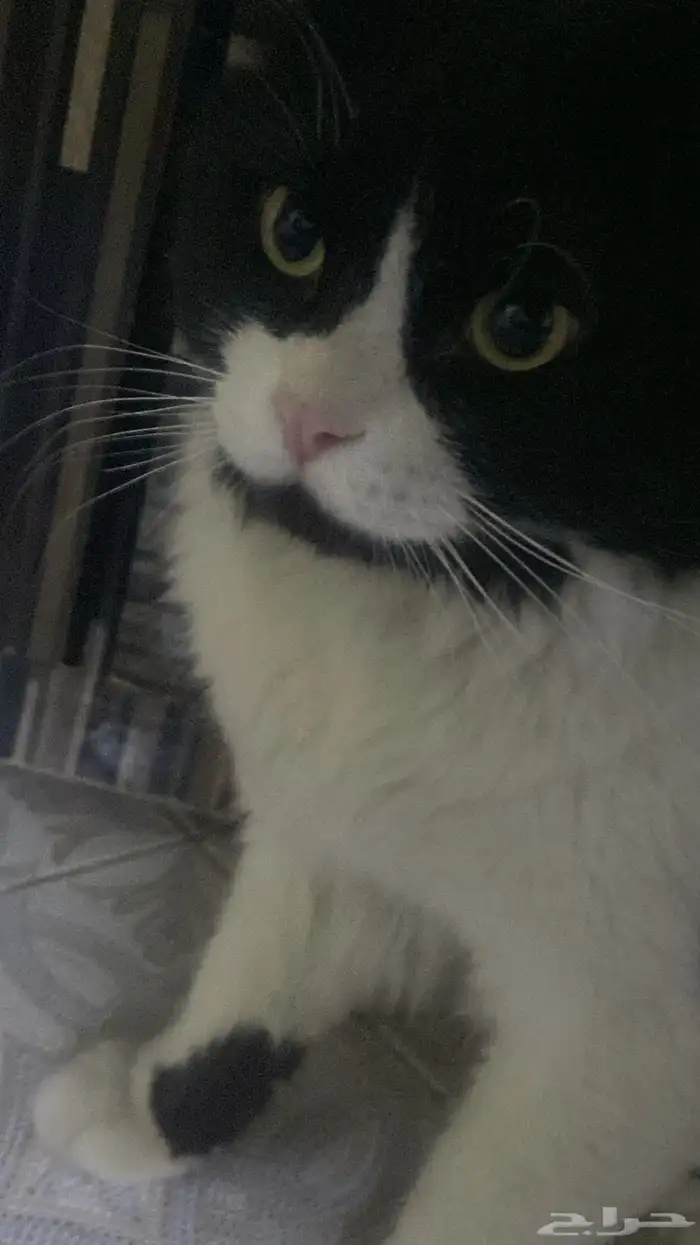 للتزاوج قط ذكر شيرازي امريكي 2