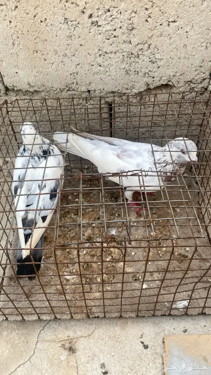 حمام بلدي زوج صحه تمام و انتاج تمام و ثنتين اناثي وذكر 9