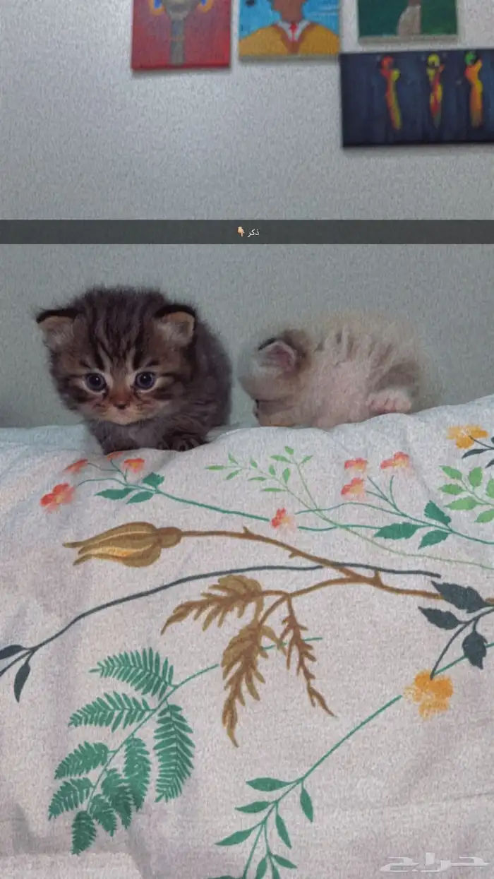 قطط للبيع 5