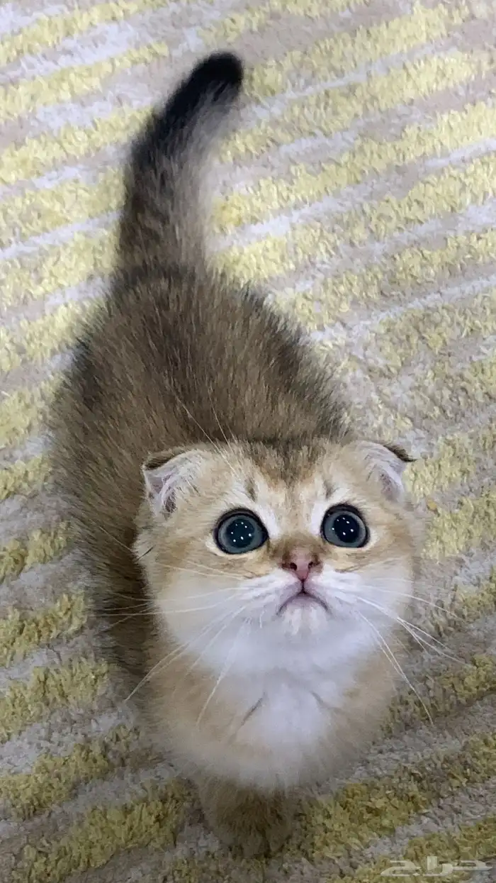 قط سكوتش فولد ذكر 1