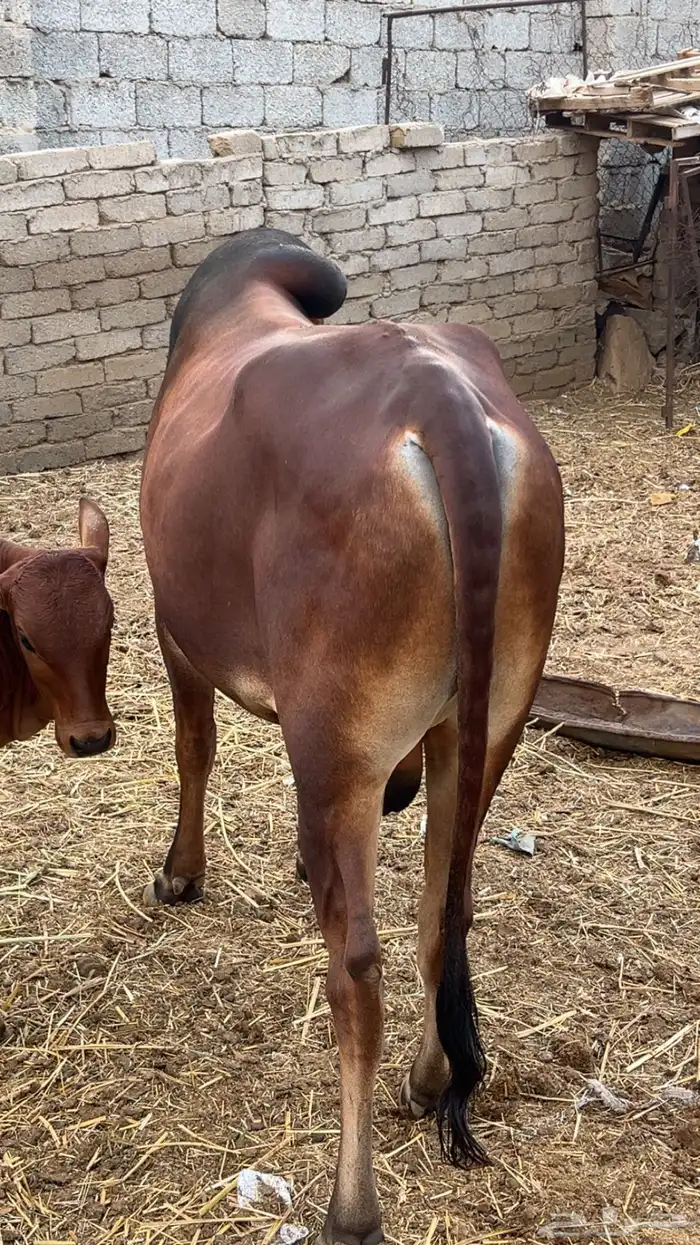 ثور العمر سنتين. 2