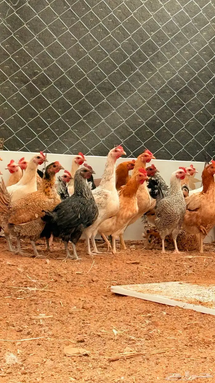 دجاج بلدي فيومي 1