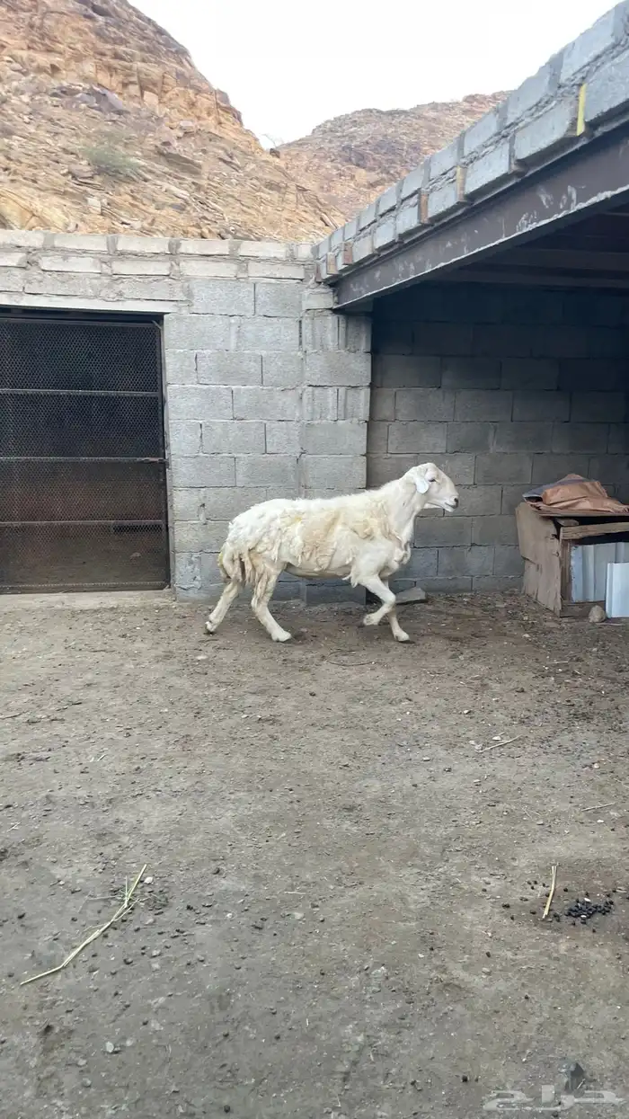 فحل حري السن 3