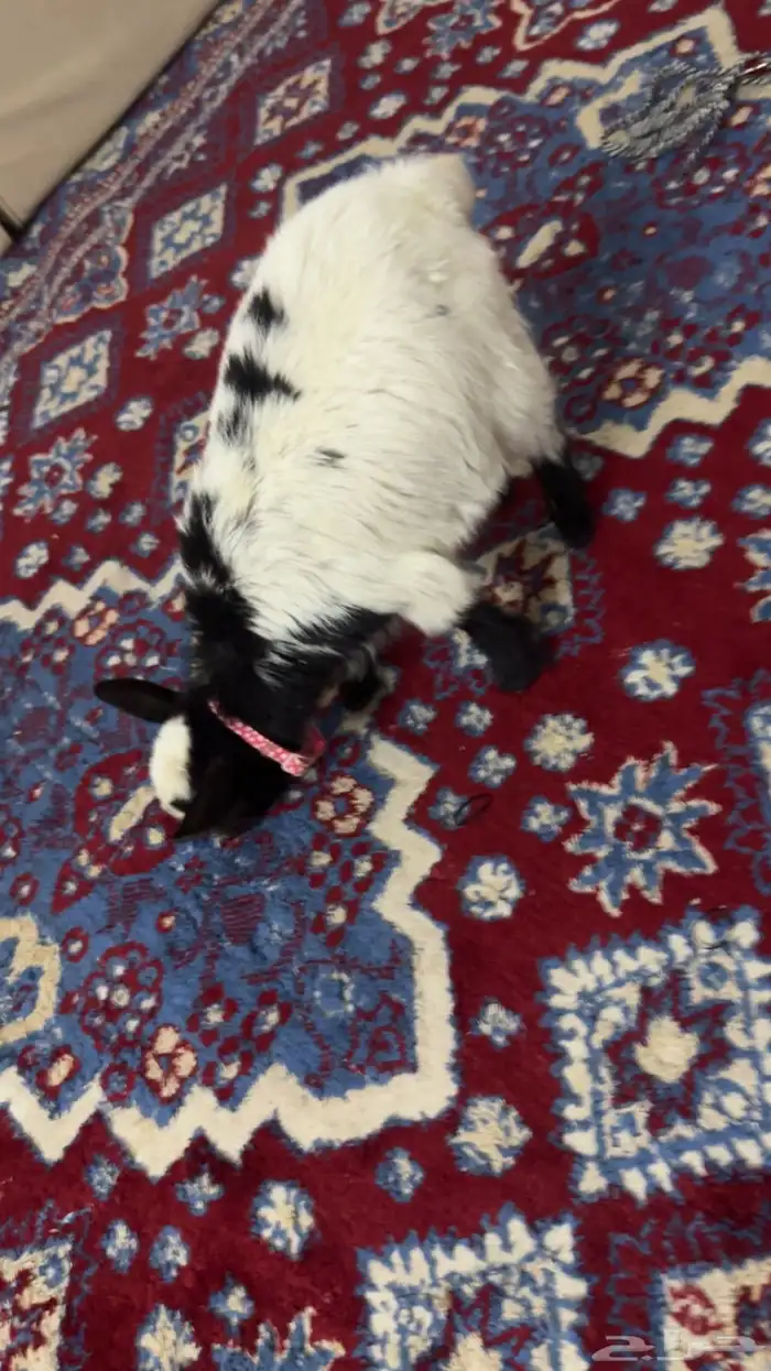 ماعز القزم التشيكي 0