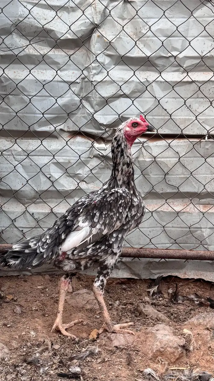 دجاج سندي نسل غبشان 3