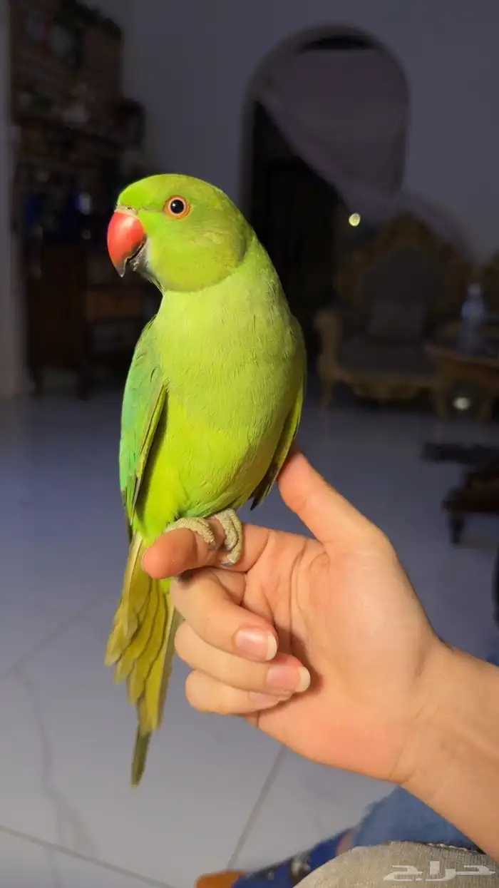 للبيع ببغاء الدرة أليف مناسب للأطفال 6