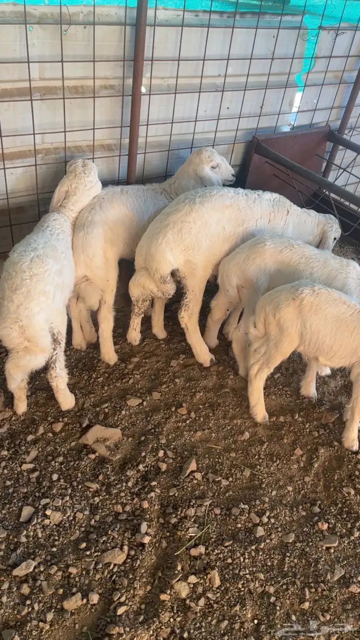 حريات والد 18