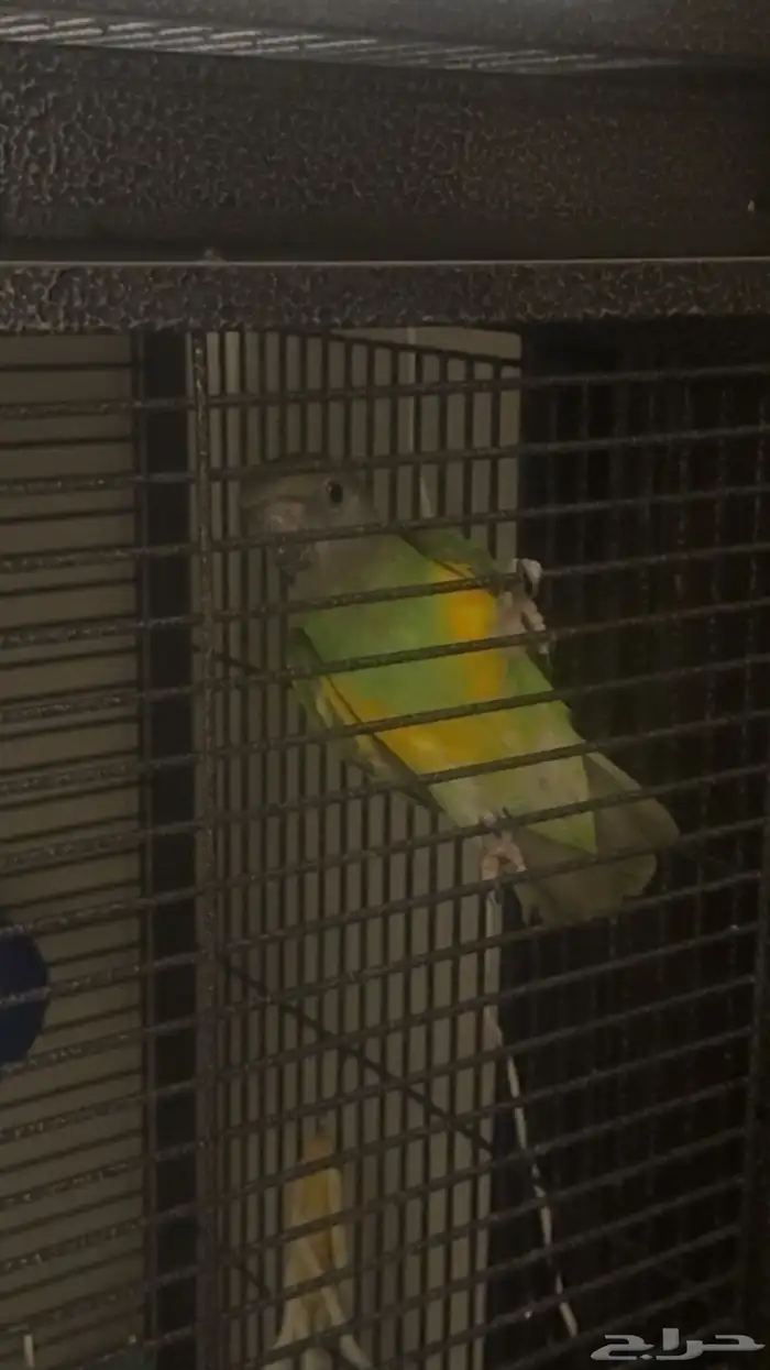 بيع ببغاء سنقالي و البيت 1