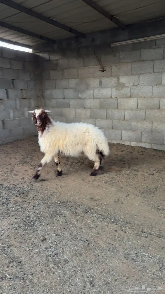 مطلوب نعيمي اقرا لاعلان 0