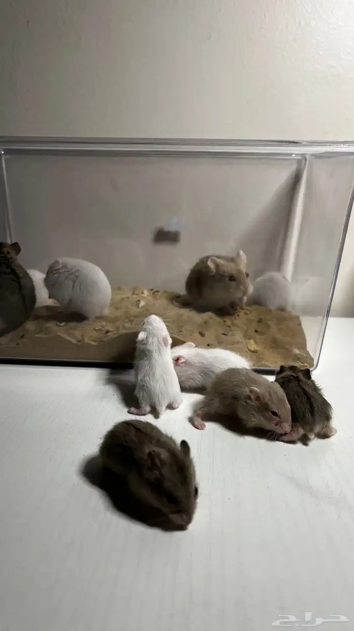 هامستر روسي الوان متعدده 2