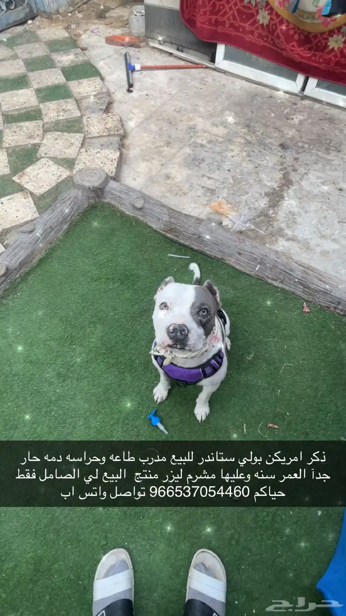 ذكر أمريكن بولي 0