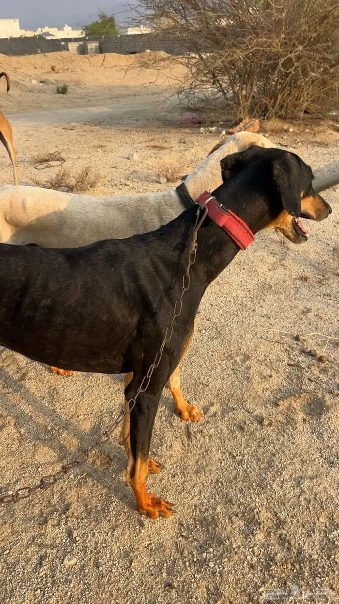 اسلوقي ل البدل 2