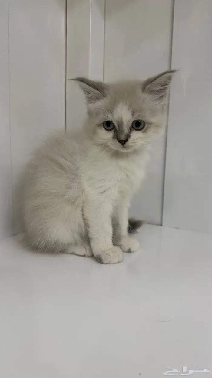 قطط آم  هملايا الاب شيرازي للبيع 4