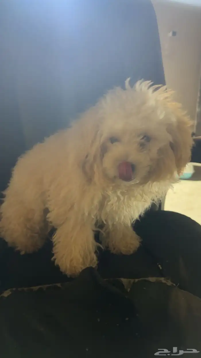 كلاب مكس بودل ومالتيز للتبني 2