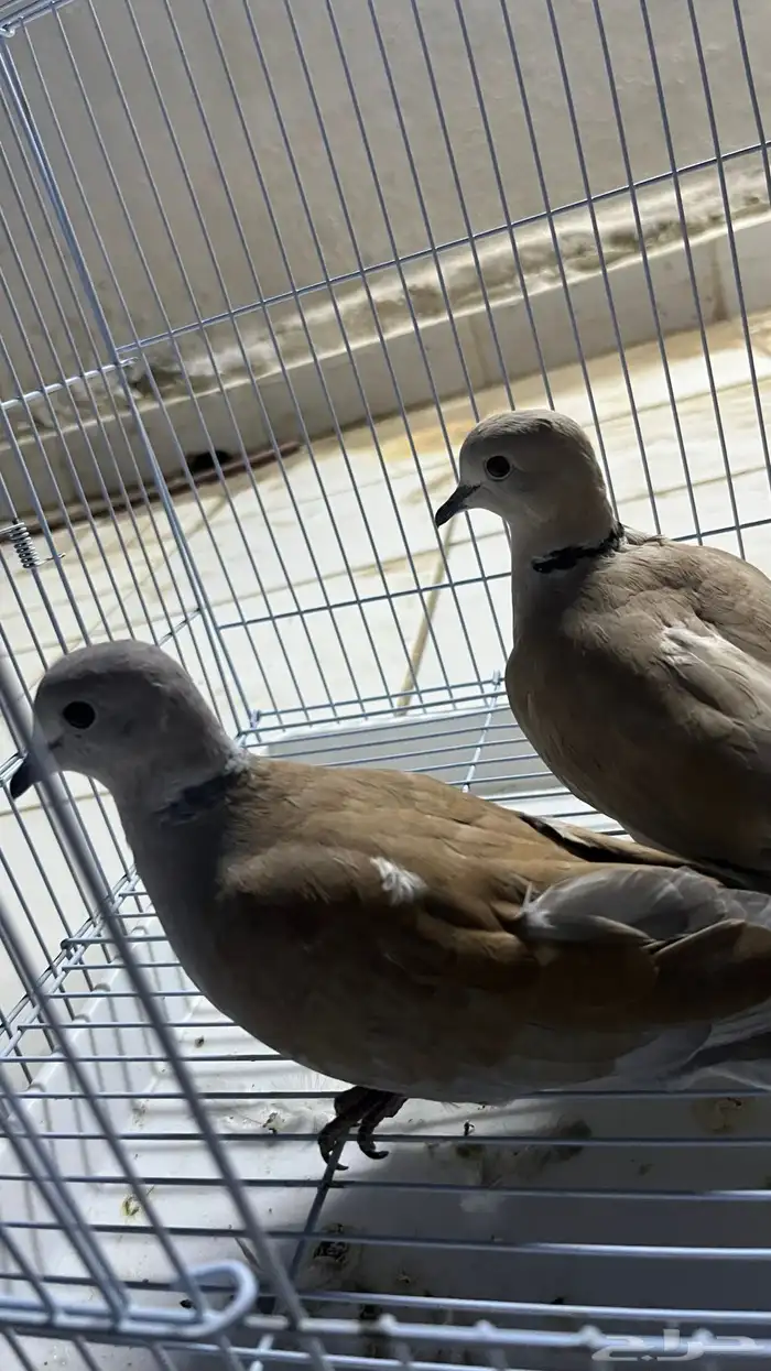 زوجين قمري هولندي منتج 1