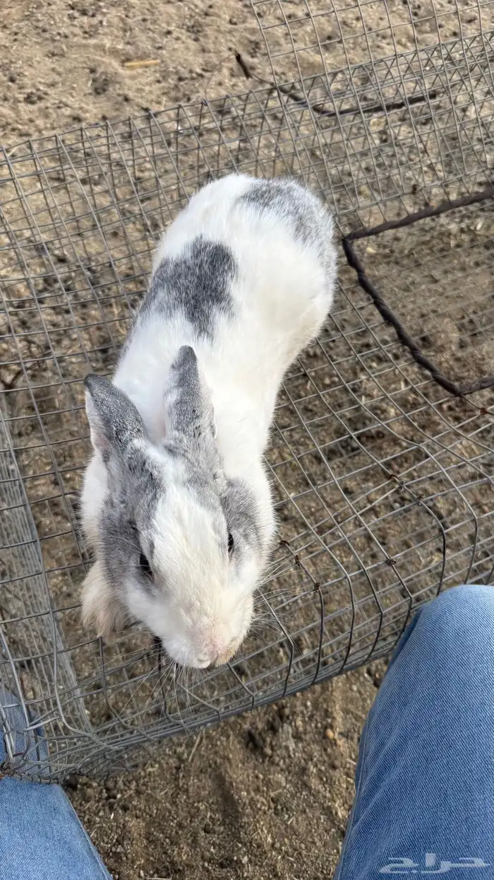 ارانب للبيع كفو 0