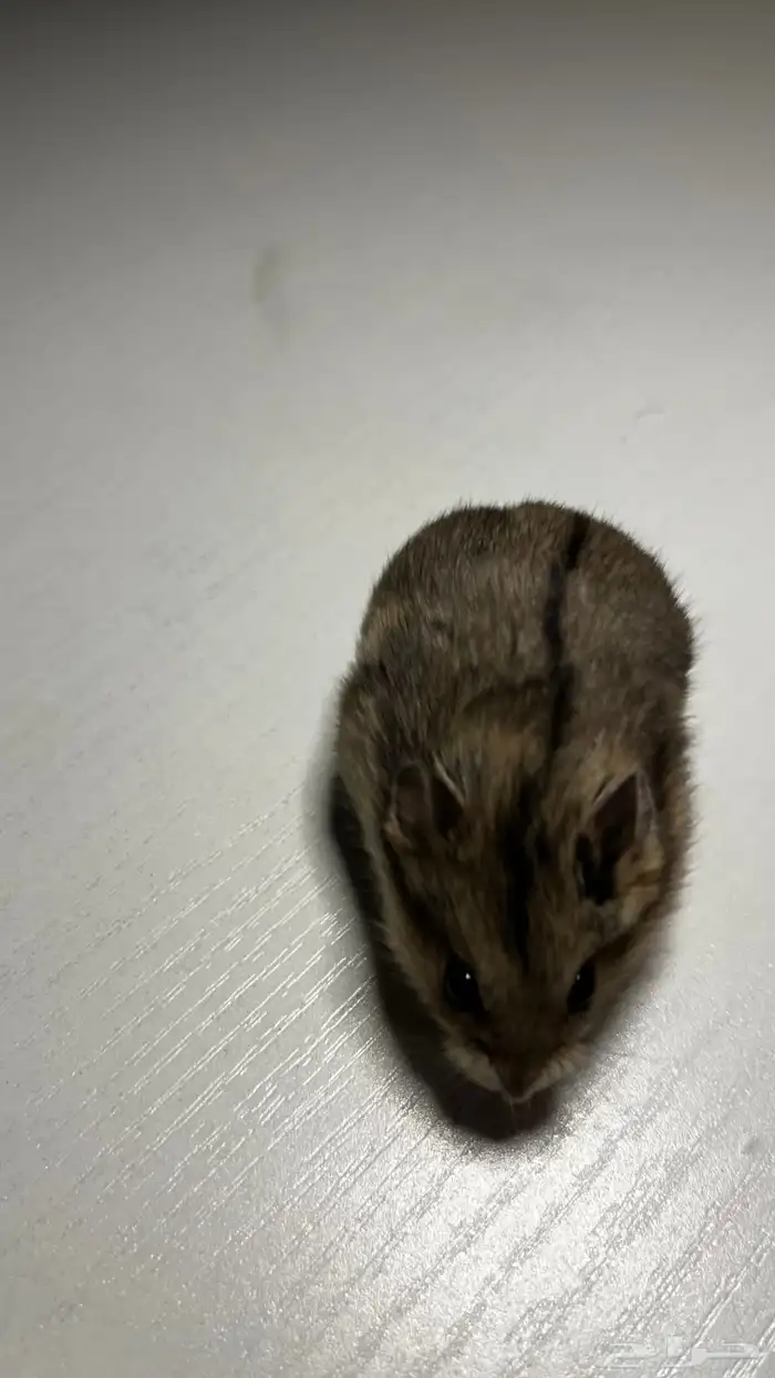 هامستر روسي الوان متعدده 11