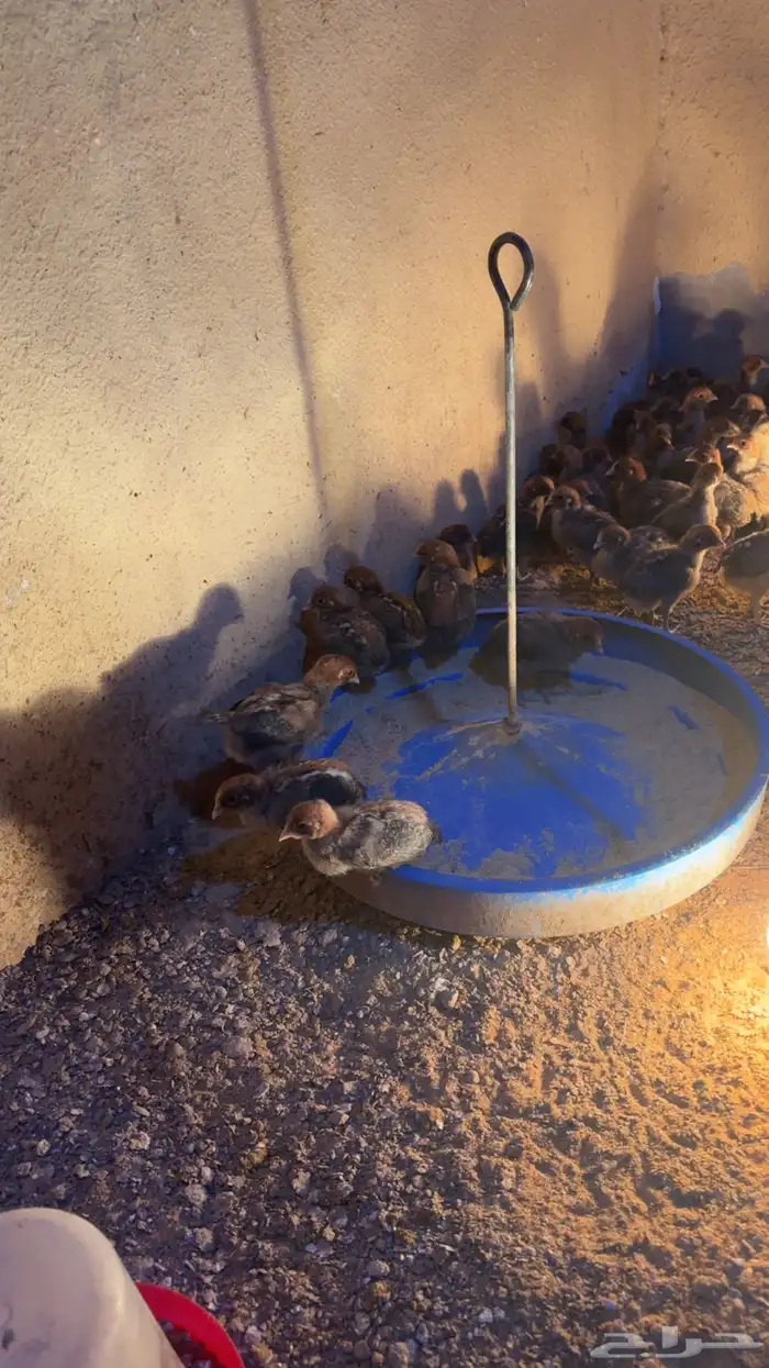 صوص فيومي سوبر جامبو 2