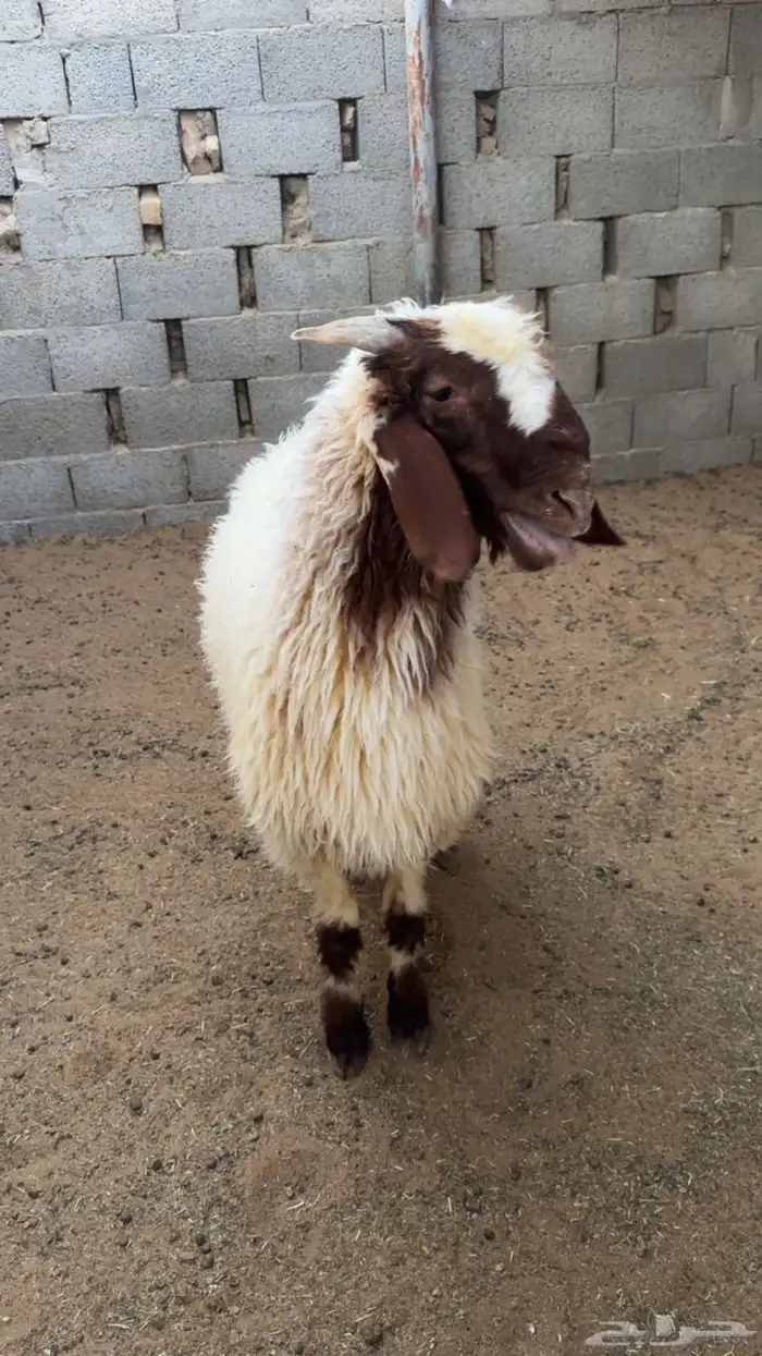 مطلوب نعيمي اقرا لاعلان 2