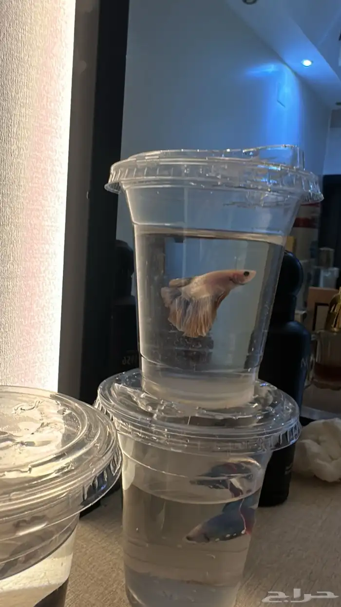 سمك فايتر يوجد توصيل 16