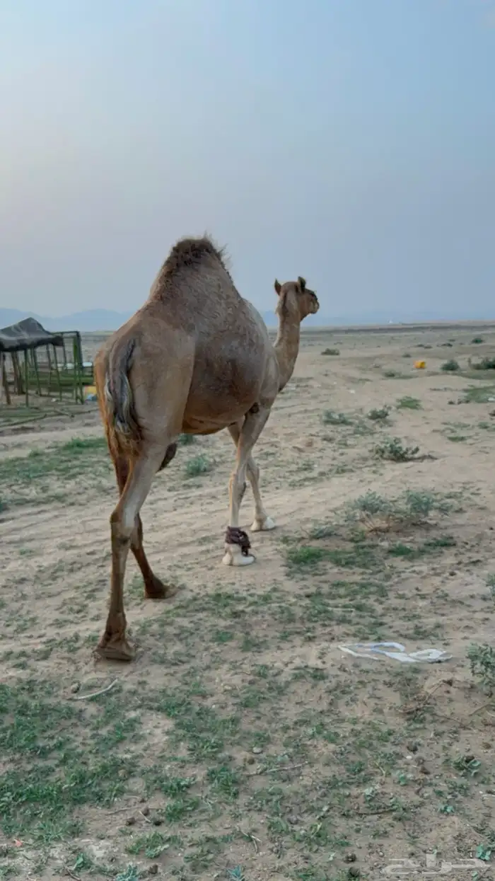 للبيع ملاقي ساحليه حمرا مشروطه بتلد 13