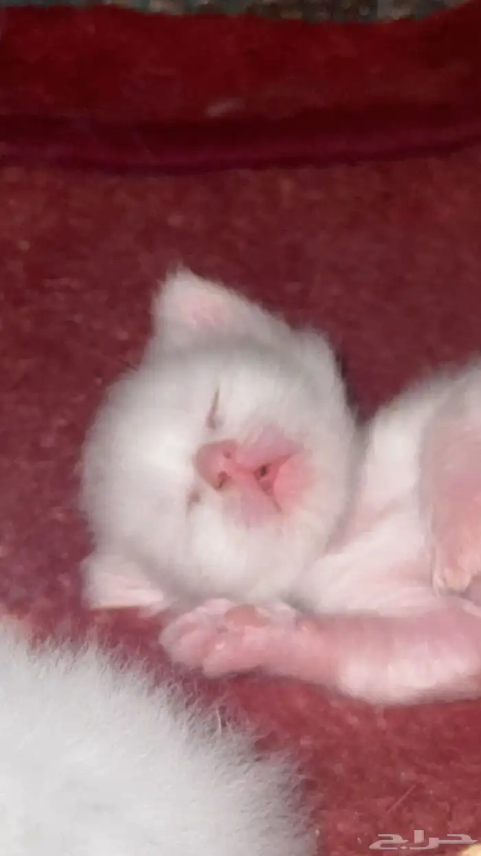 قطط كيتن للبيع 3