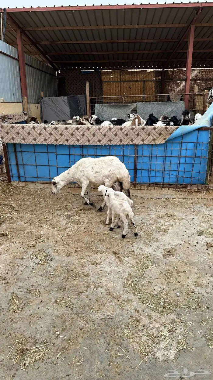 رفيديه تامه تحتها رخل وطلي 1