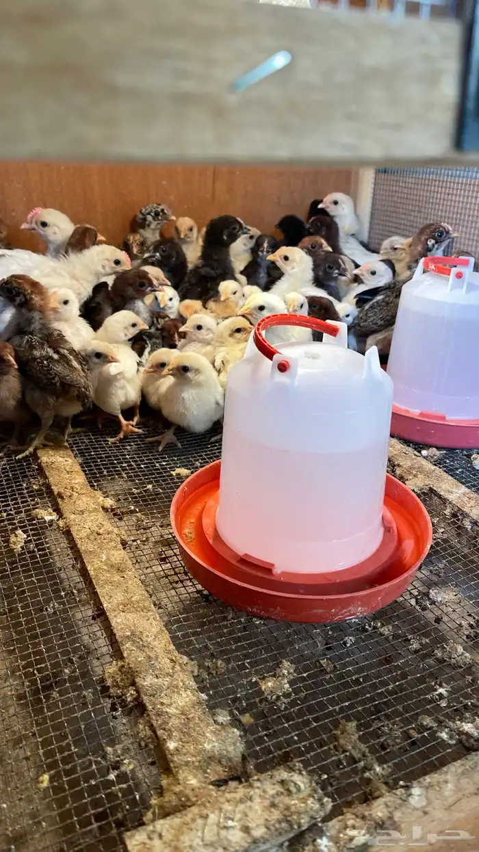 أنواع دجاج مشكله 2