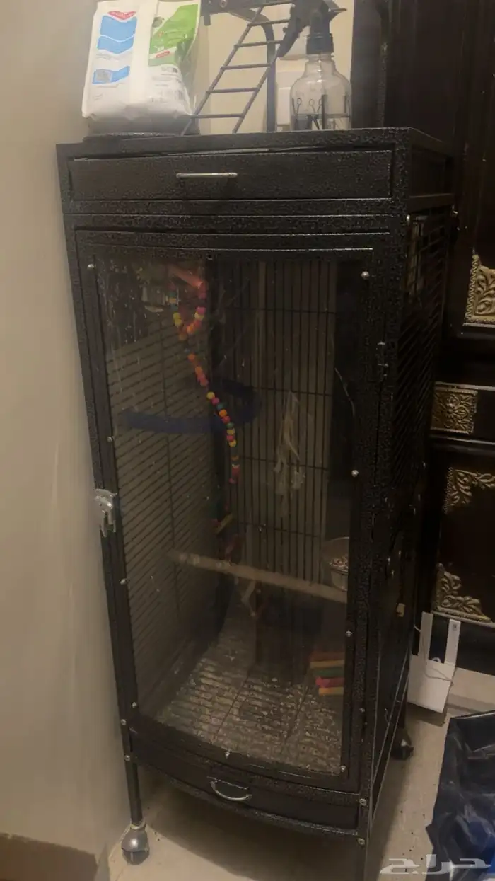 بيع ببغاء سنقالي و البيت 0