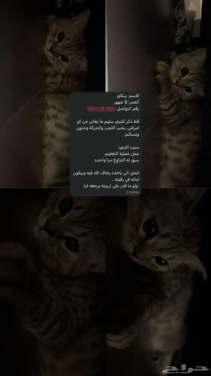 قط للتبني العاجل 0