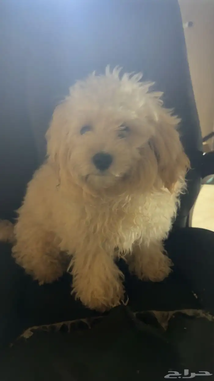 كلاب مكس بودل ومالتيز للتبني 0