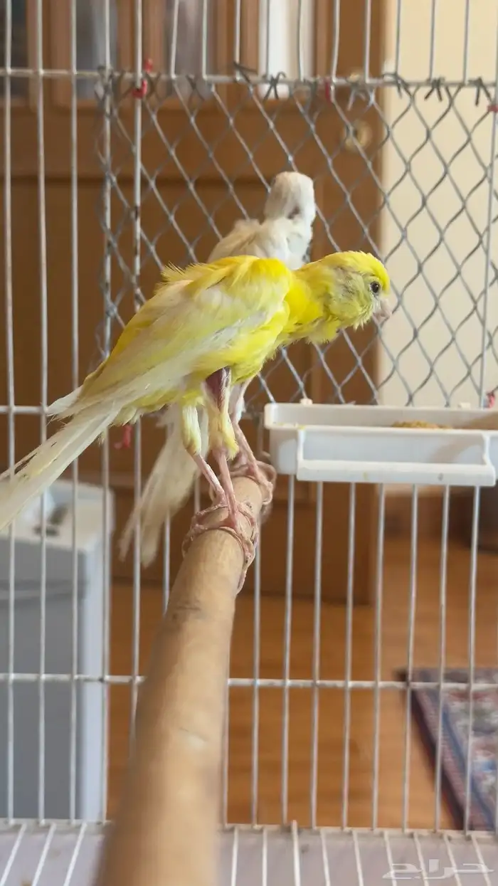 جوز كناري كوبرا 0