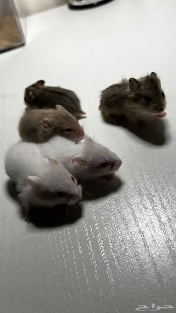 هامستر روسي الوان متعدده 4