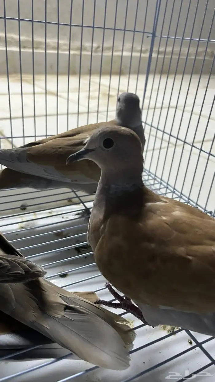 زوجين قمري هولندي منتج 2